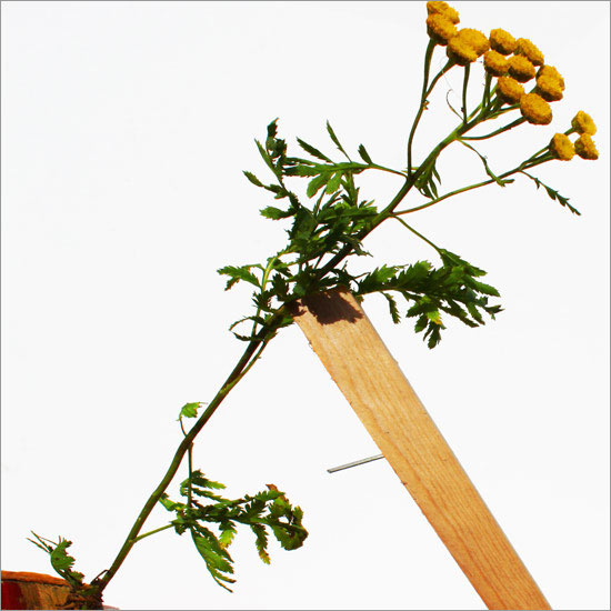 RE-flower III (no. 10)