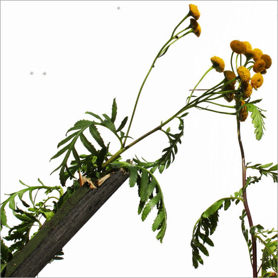 RE-flower III (no. 17)