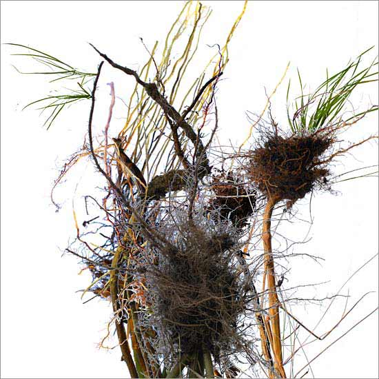 Roots (no. 2)