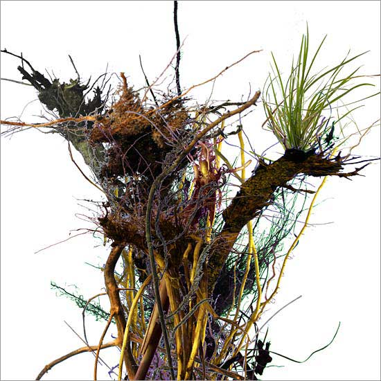 Roots (no. 4)