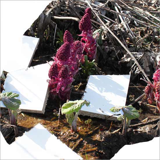 RE-flower II (no. 5)