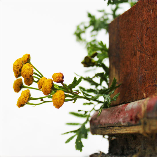 RE-flower III (no. 5)
