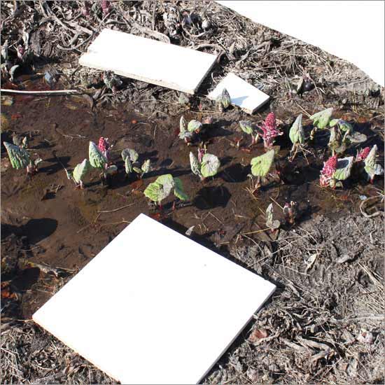RE-flower II (no. 6)