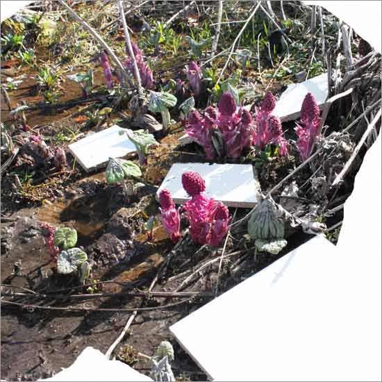 RE-flower II (no. 7)