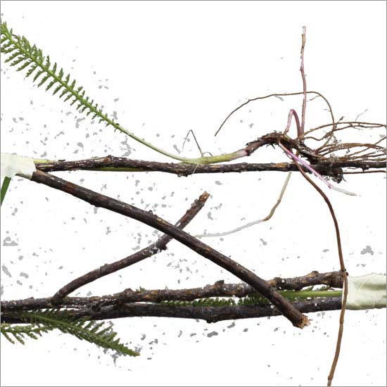 RE-weed (no. 2), detail