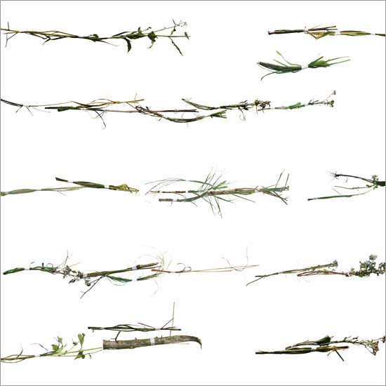 RE-weed (no. 3)
