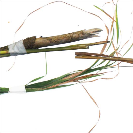 RE-weed (no. 3), detail