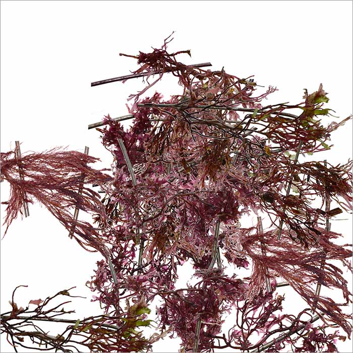  RE-flower 6 (no. 1a)