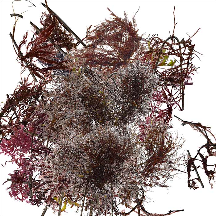 RE-flower 6 (no. 4a)