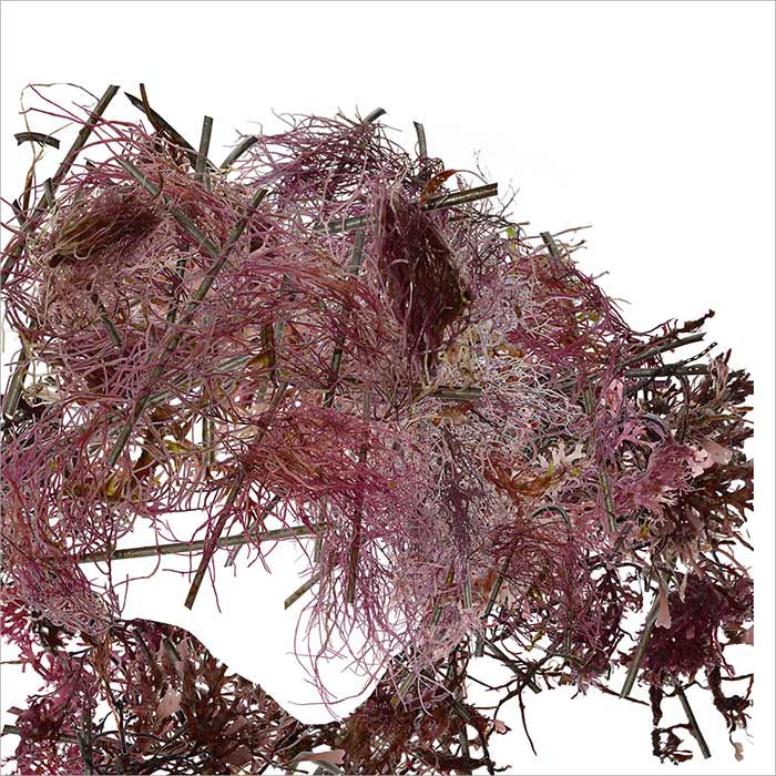 RE-flower 6 (no. 9a)