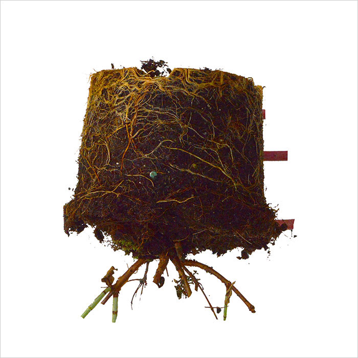 RE-flower 7 (no. 2), Jan Skovgård