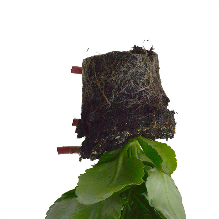 RE-flower 7 (no. 9), Jan Skovgård