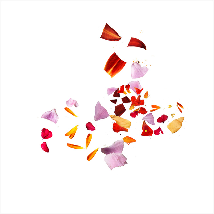 RE-flower (b47)