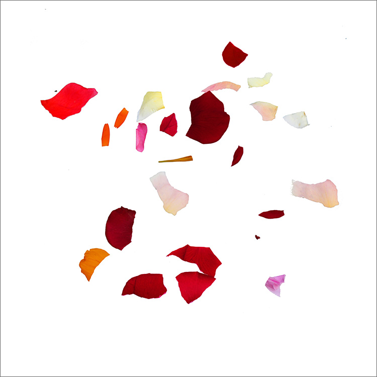 RE-flower (c26)
