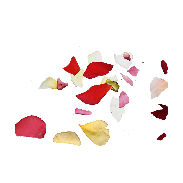 RE-flower (e23) - Jan Skovgård