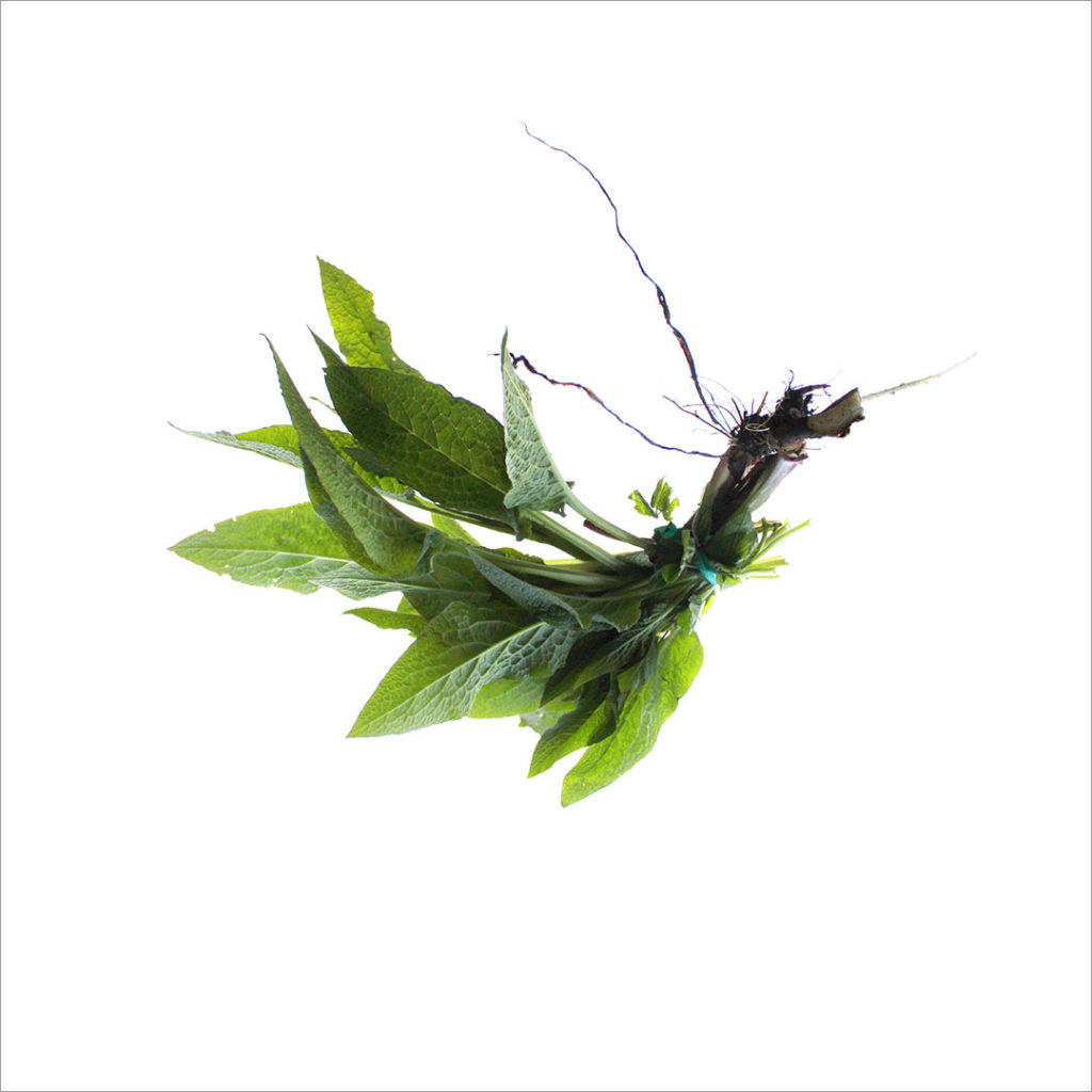RE-flower 12 (no. 12)